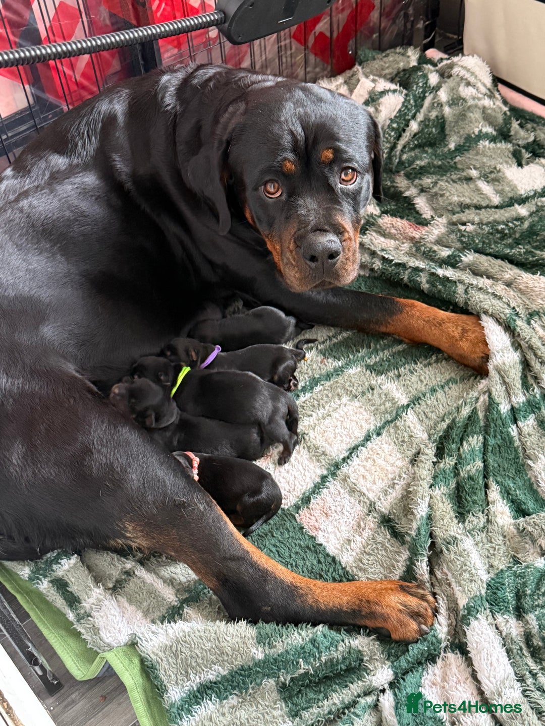 Rottweiler dogs for sale: Rottweiler Puppies - Image 3