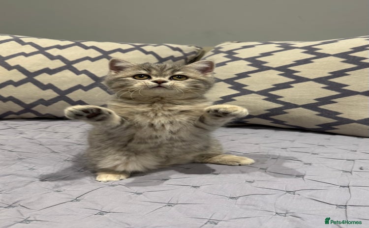 Scottish Fold cats Pedigree Scottish fold and straight kittens - Advert 2