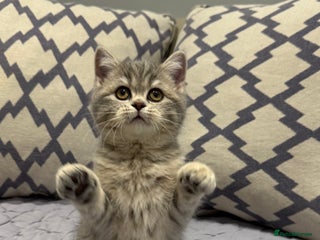 Scottish Fold cats Pedigree Scottish fold and straight kittens - Advert 3