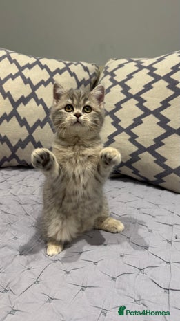 Scottish Fold cats Pedigree Scottish fold and straight kittens - Advert 2