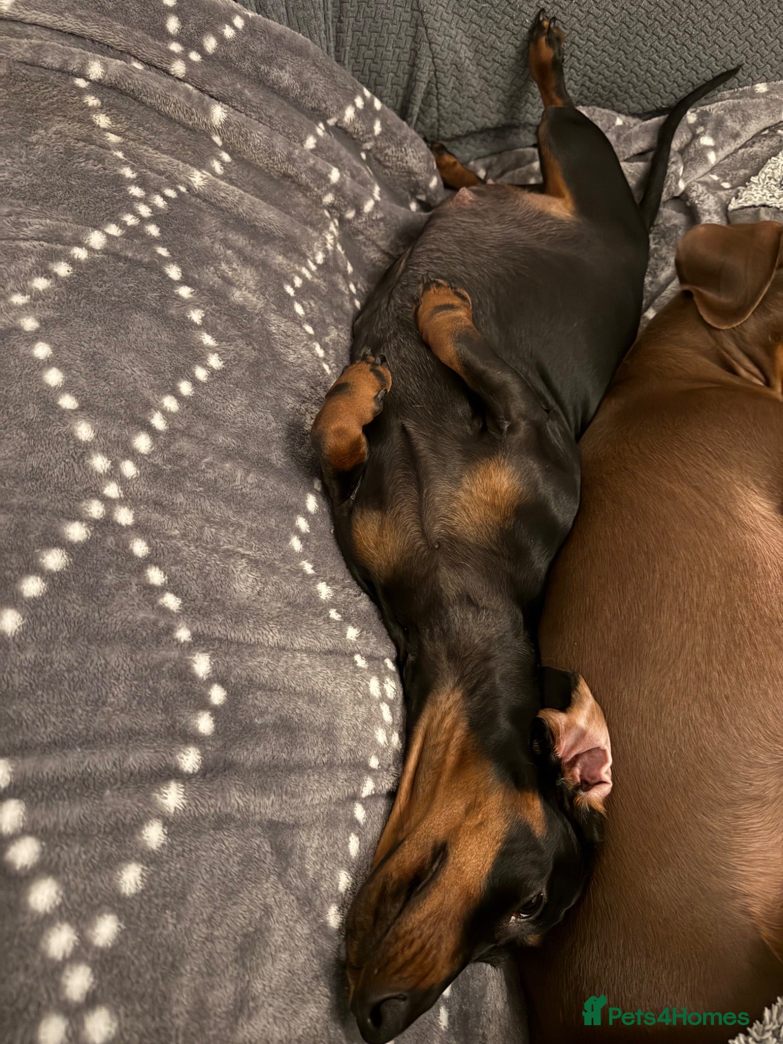 Miniature Dachshund dogs Stunning mini dachshund pups - Advert 2