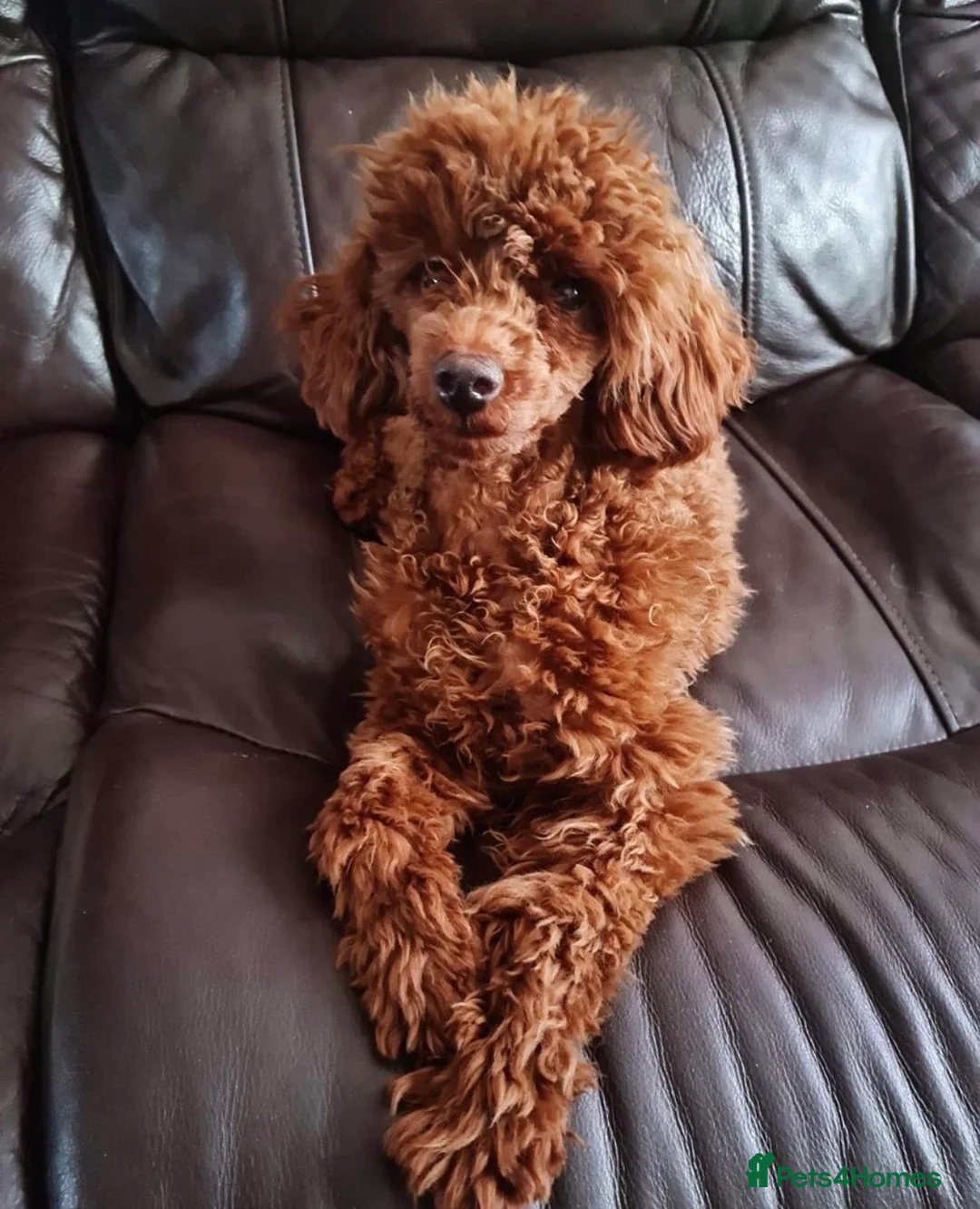 Mixed Breed dogs for sale: 2 adorable miniature poodles  - Advert 13