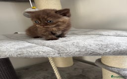 British Shorthair cats for sale: Gccf Champion Sired British Shorthair Kittens  - Image 9