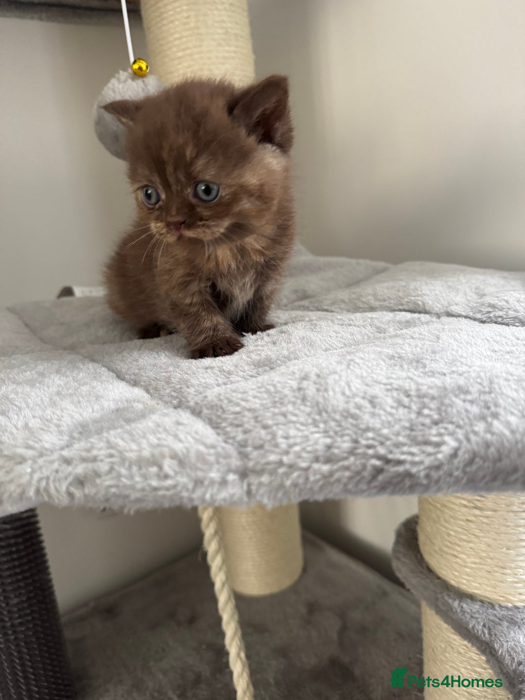 British Shorthair cats for sale: Gccf Champion Sired British Shorthair Kittens  - Image 9