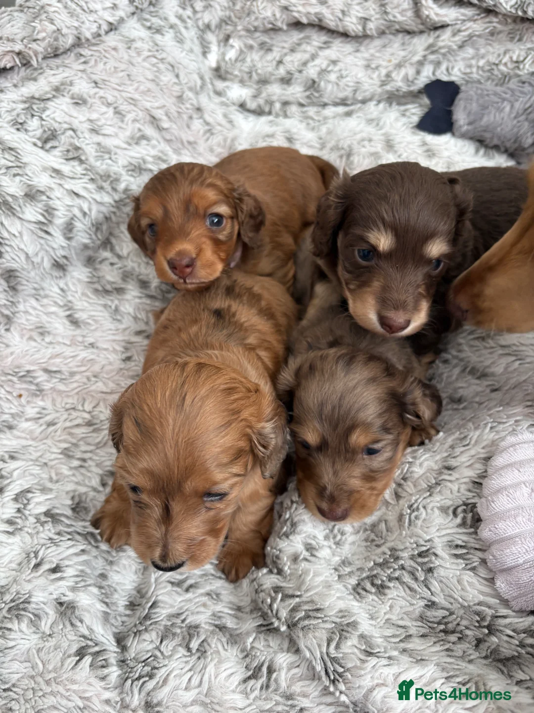 Miniature Dachshund dogs for sale: Long haired mini dapple dachshund pups - Advert 2