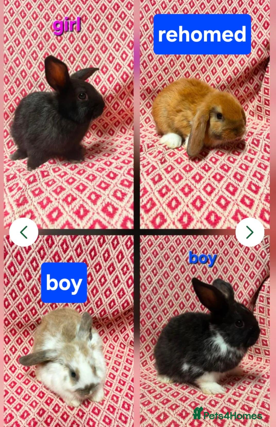 Mini Lop rabbits Stunning pure bred mini lop rabbits - Advert 11