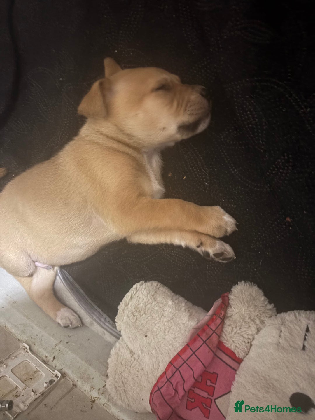 Mixed Breed dogs for sale: american akita  - Advert 34