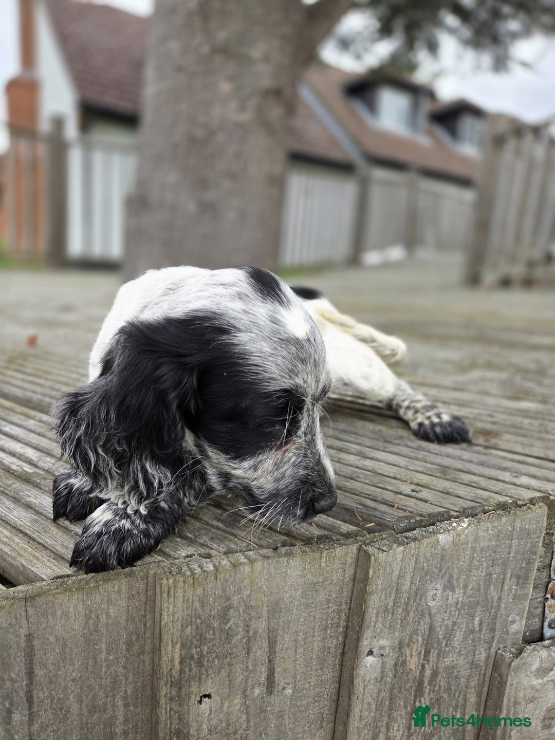 Cocker Spaniel dogs for sale: Cocker spaniel pups looking for there forever home - Image 8