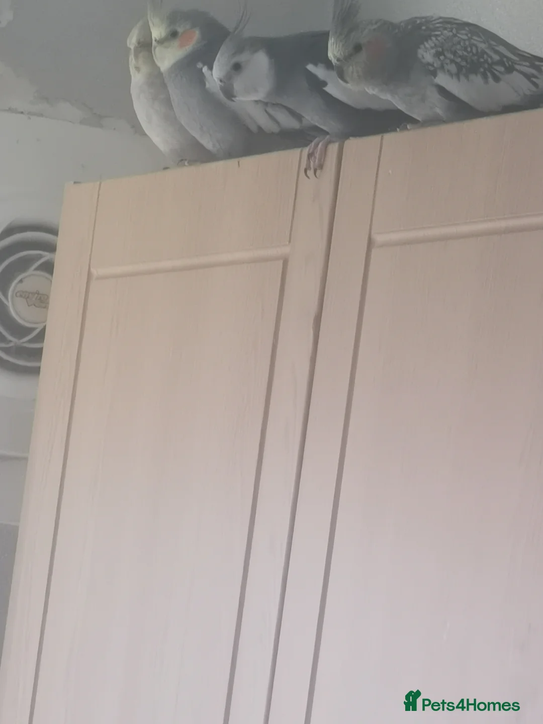 Cockatiels birds for sale: Cockatiels for sale - Advert 1