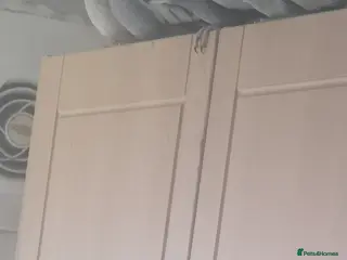 Cockatiels birds Cockatiels for sale - Advert 18