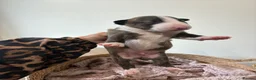 English Bull Terrier dogs for sale: Beautiful miniature English bull terrier puppies - Advert 13