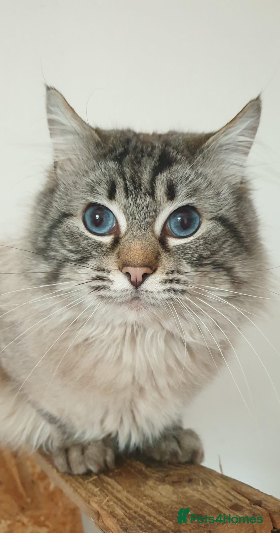 Ragdoll cats 💙Absolutely Stunning Lynx Boy For Stud Duties. - Advert 7