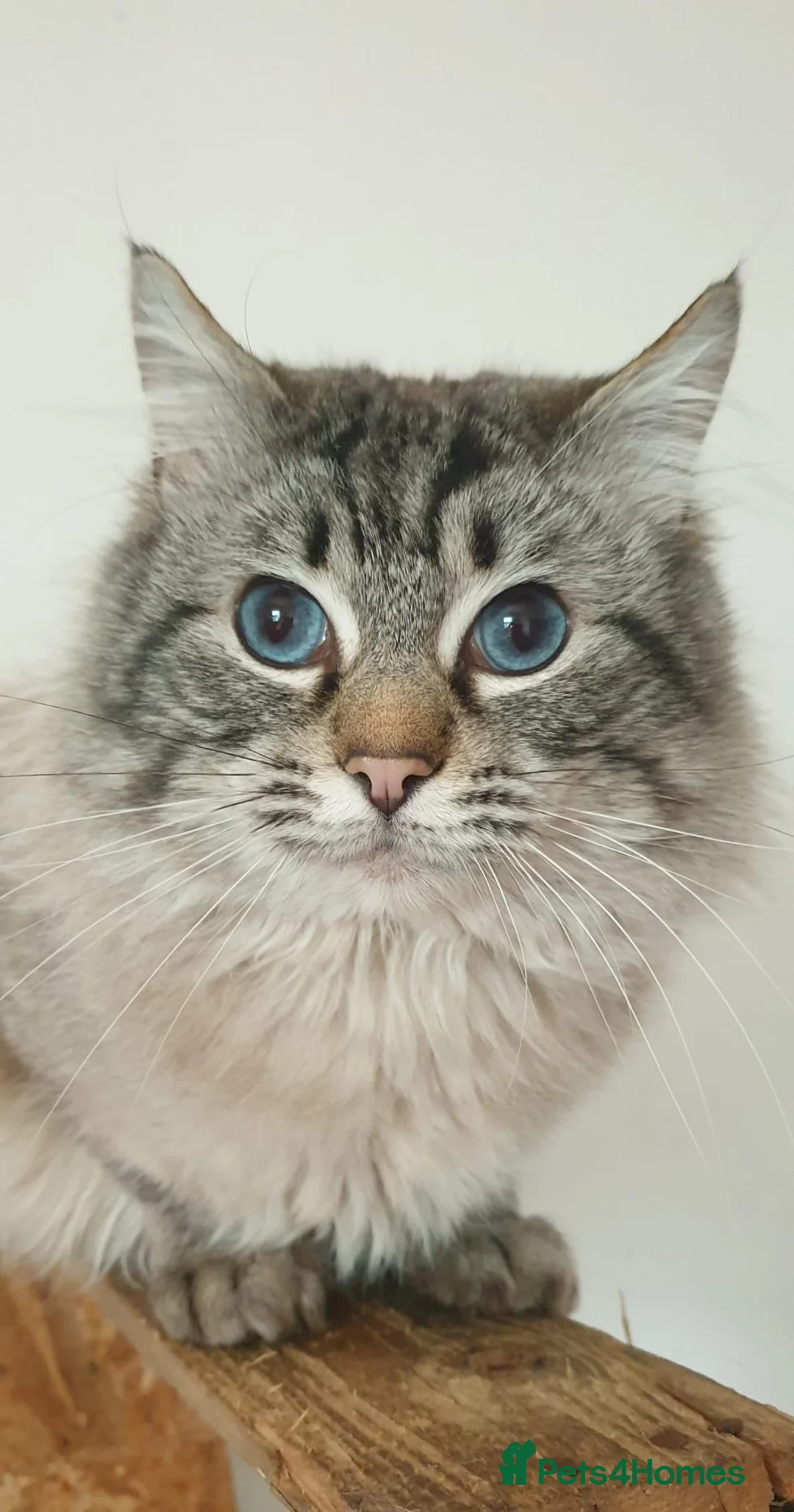 Ragdoll cats for stud: 💙Absolutely Stunning Lynx Boy For Stud Duties. - Advert 1
