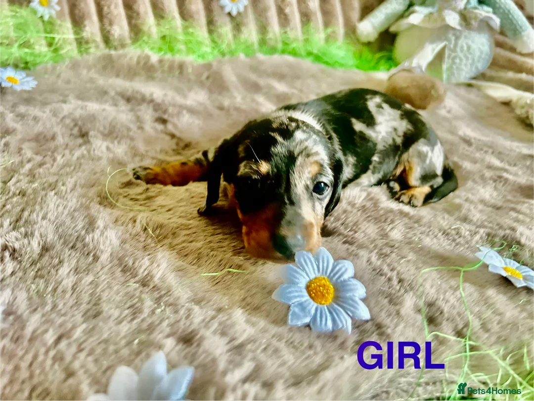 Dachshund dogs for sale: Dachshund Puppies   - Advert 18