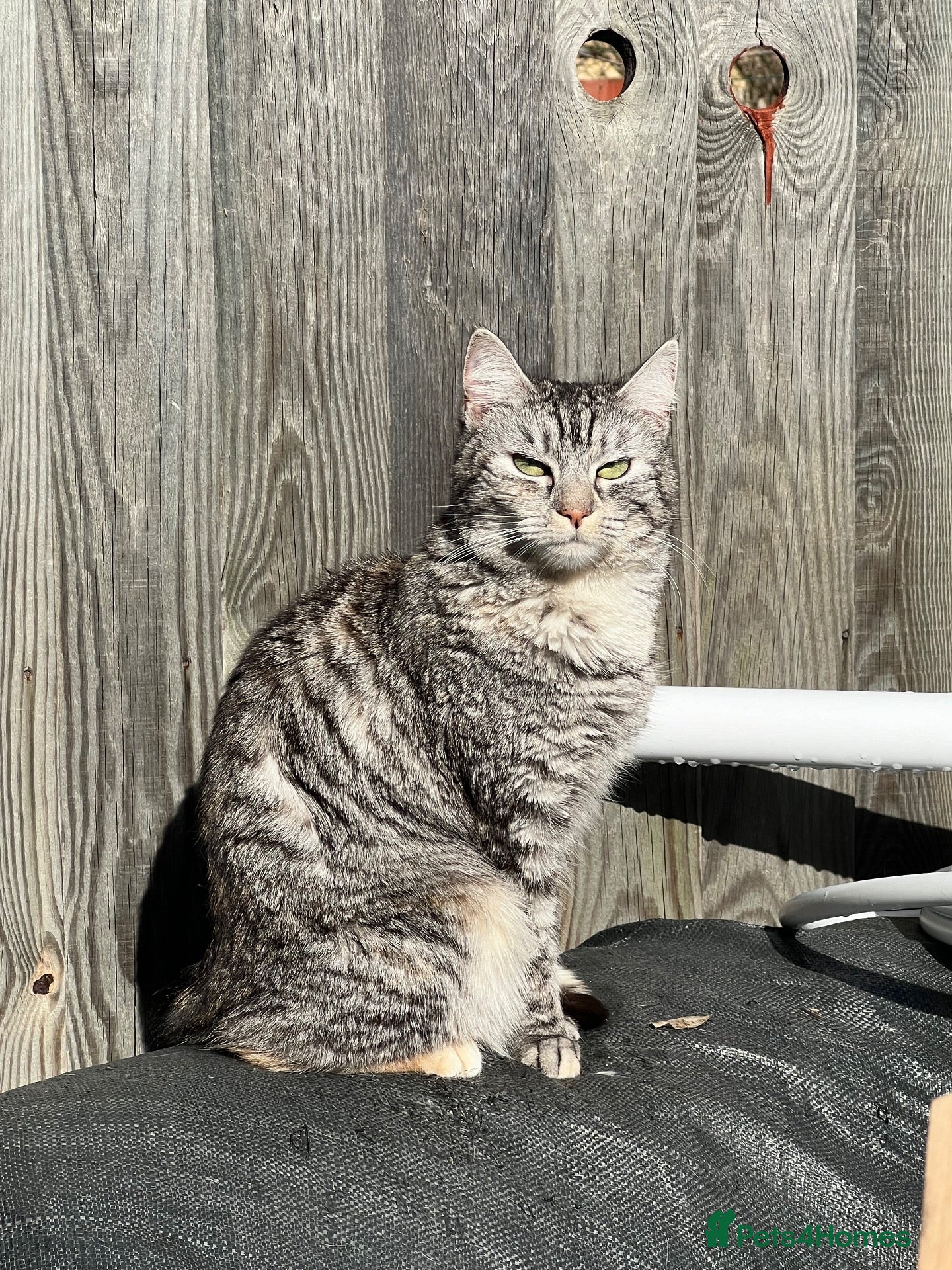 Domestic Shorthair cats Grey & White Tabby, 5, Vaccinated & Neutered - Advert 17