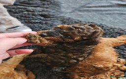 Miniature Poodle dogs for sale: Beautiful Health Tested Poodles - Advert 36