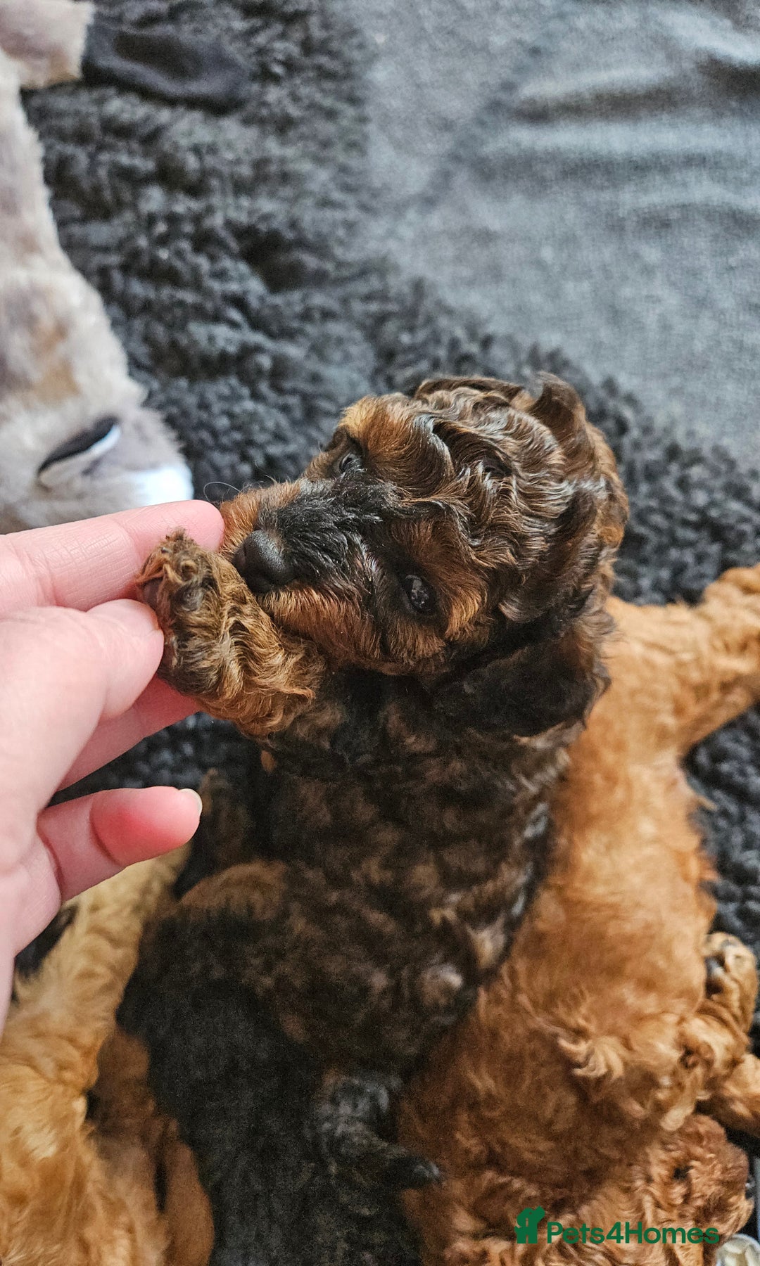 Miniature Poodle dogs for sale: Beautiful Health Tested Poodles - Advert 36