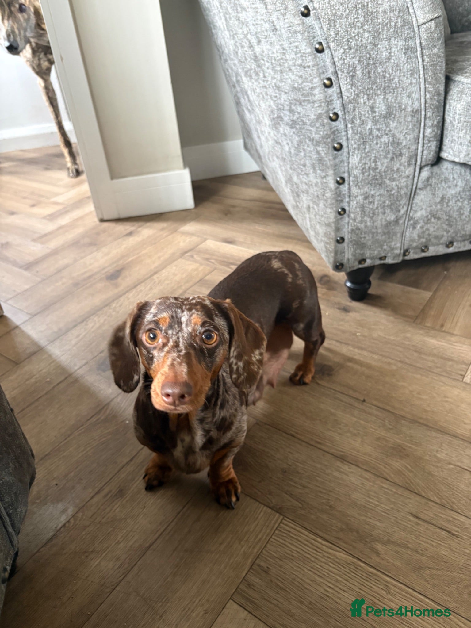 Miniature Dachshund dogs Miniature Isabella and tan boy  - Advert 7