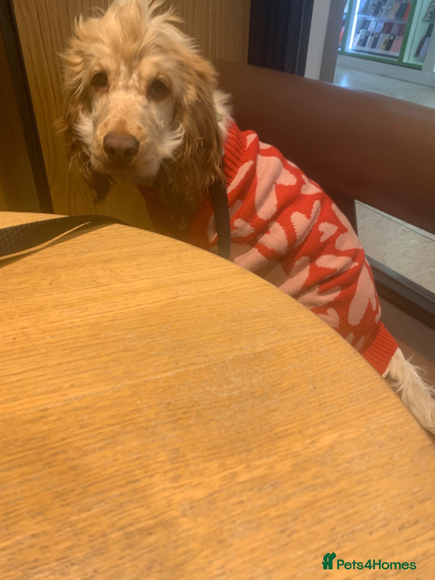 Cocker Spaniel dogs Looking for forever home for loving Mabel - Advert 1