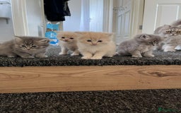 Perdoll cats for sale: Perfect purdollz  - Image 2
