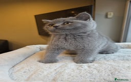 British Shorthair cats for sale: Festive Season Ready – GCCF BSH Kittens - Image 12