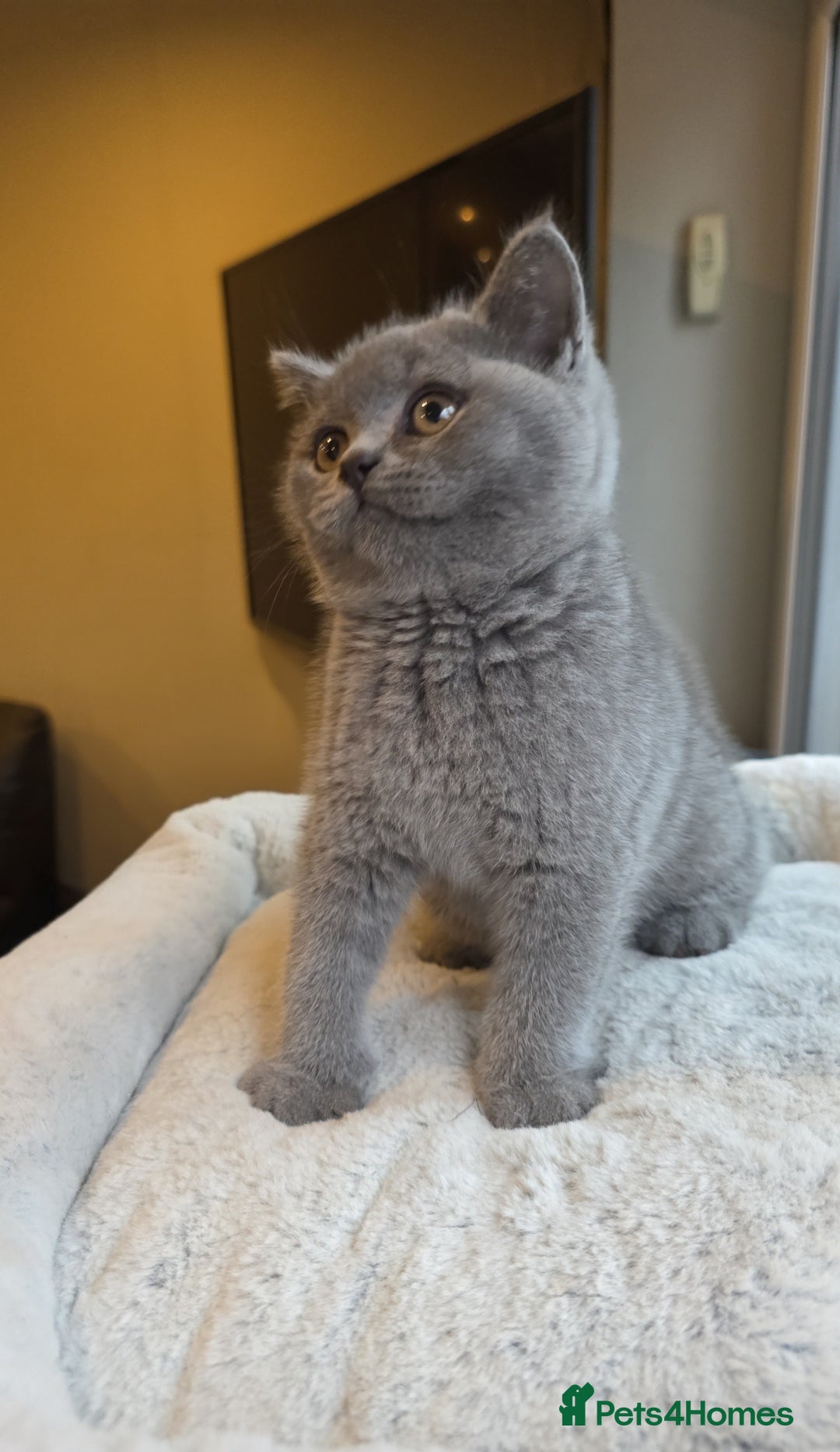British Shorthair cats for sale: Festive Season Ready – GCCF BSH Kittens - Image 12
