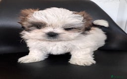 Shih Tzu dogs for sale: ShihTzu Puppies Ready for Their Forever Homes Soon - Image 9