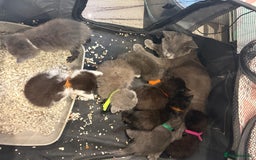 British Shorthair cats for sale: British Shorthair kittens chocolate/grey - Image 29