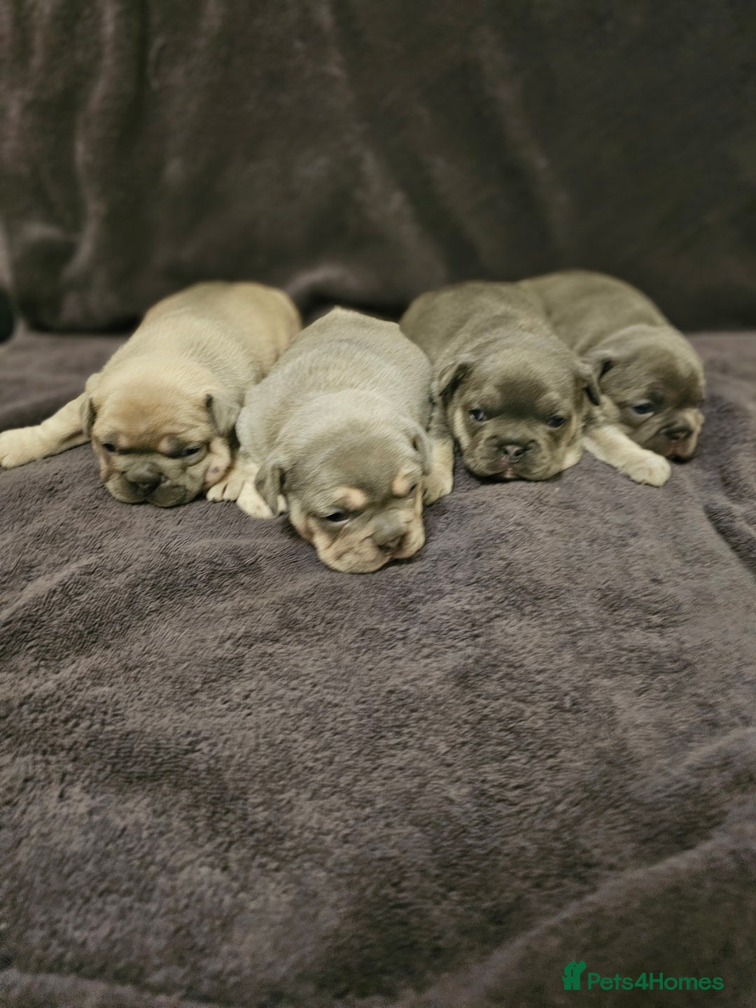 French Bulldog dogs for sale: French bulldog puppies - Advert 1