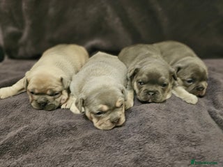 French Bulldog dogs for sale: French bulldog puppies - Advert 1