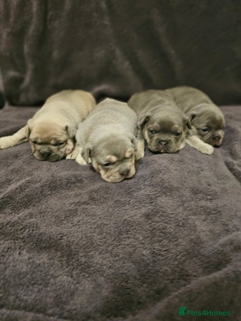 French Bulldog dogs French bulldog puppies - Advert 1