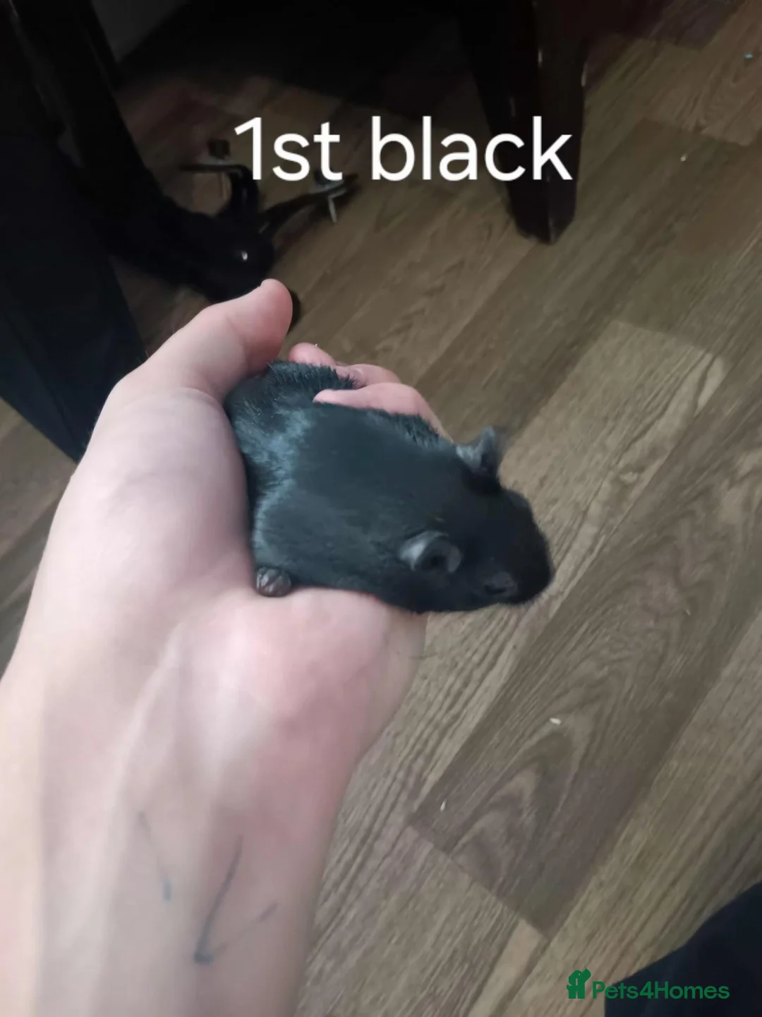 Gerbil rodents for sale: 8 Male Gerbils– Preferably Rehomed Together 🐹 - Advert 2
