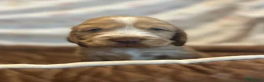 Cocker Spaniel 5