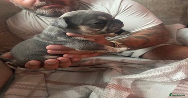 Mixed Breed dogs - Advert 1