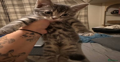 Maine Coon cats - Advert 5