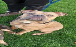 Old Tyme Bulldog dogs for sale: Rehoming our 18 month old Boy Blitz - Image 1