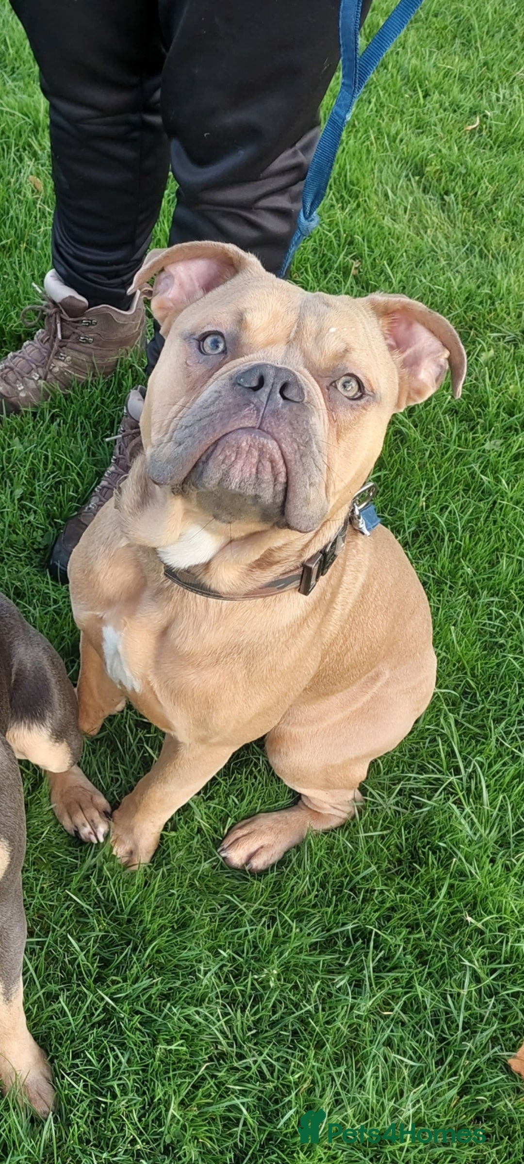 Old Tyme Bulldog dogs for sale: Rehoming our 18 month old Boy Blitz - Image 1