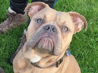 Old Tyme Bulldog dogs - Advert 18