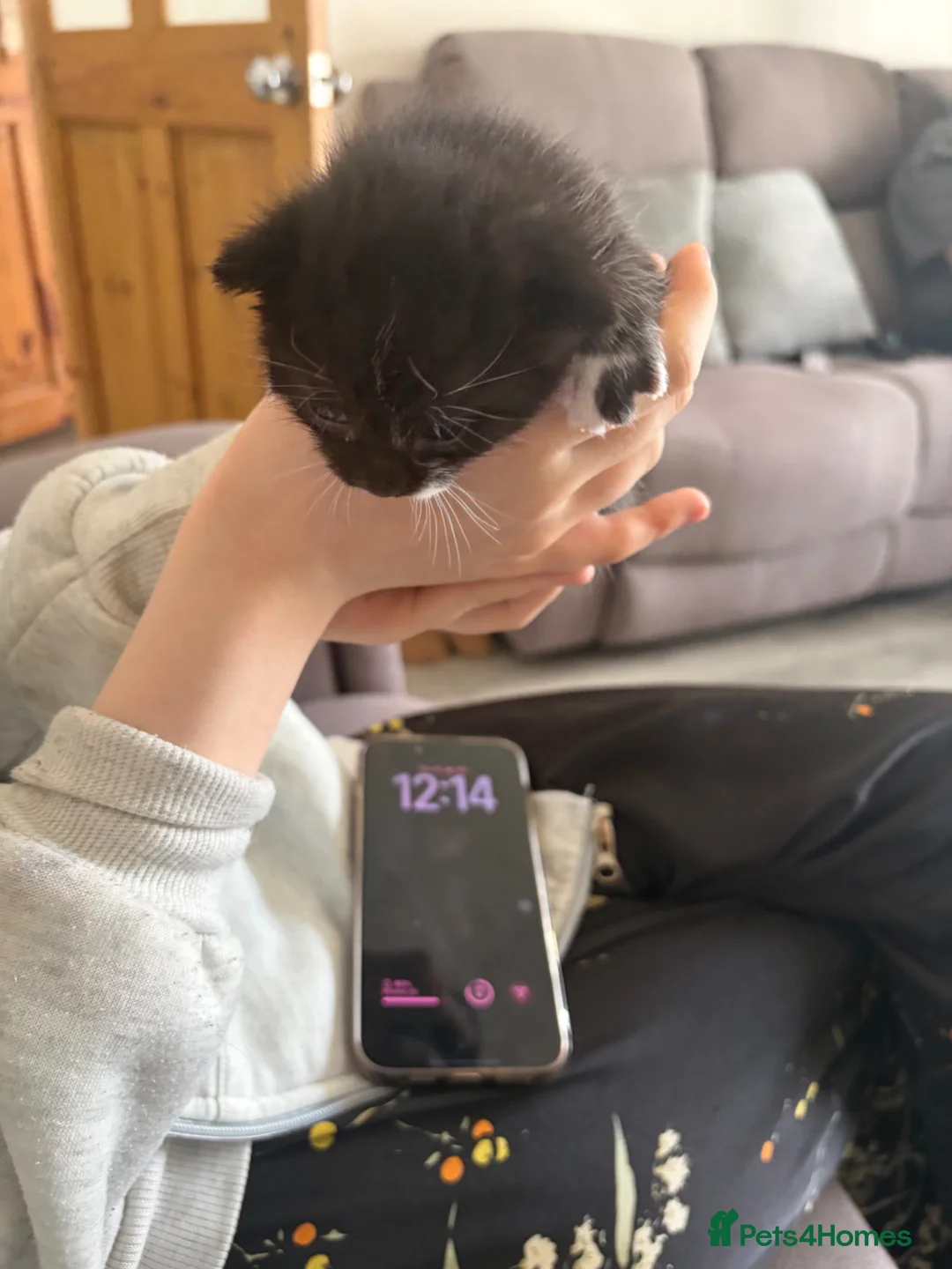 Mixed Breed cats for sale: 2 lovely fluffy kittens  - Advert 7