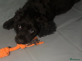 Cocker Spaniel dogs Adorable cocker spaniel puppies - Advert 8