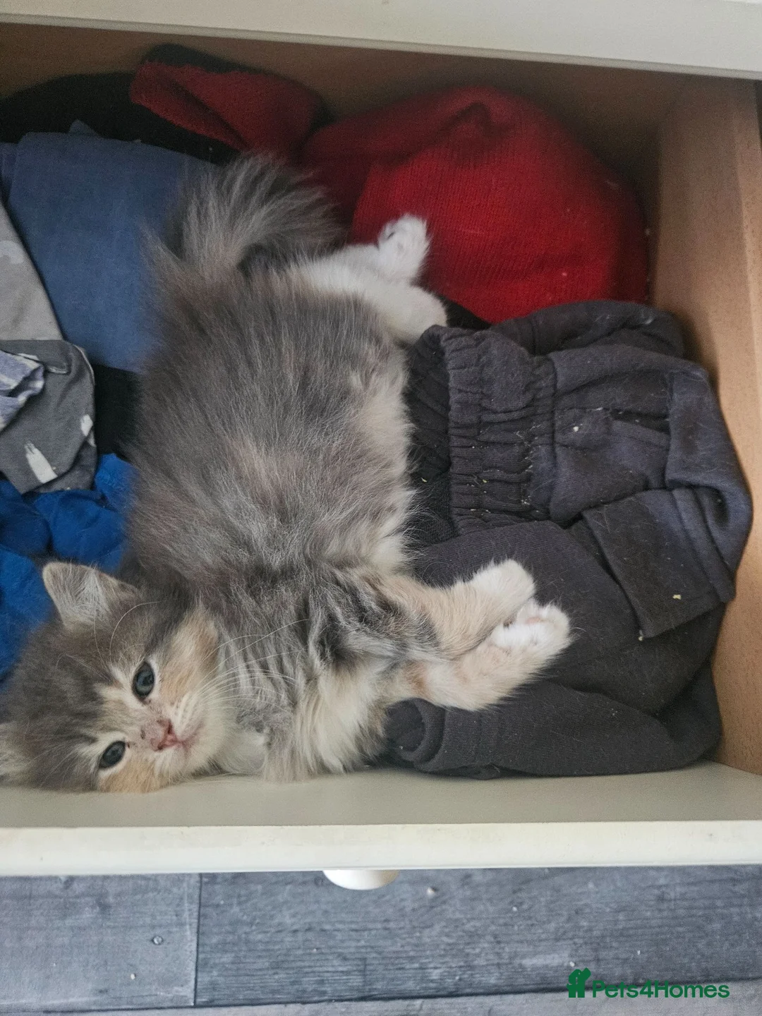 Mixed Breed cats for sale: 3 colour kittens - Advert 16