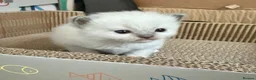 Ragdoll cats for sale: Purebred Ragdolls Kittens in Bournemouth - Advert 4