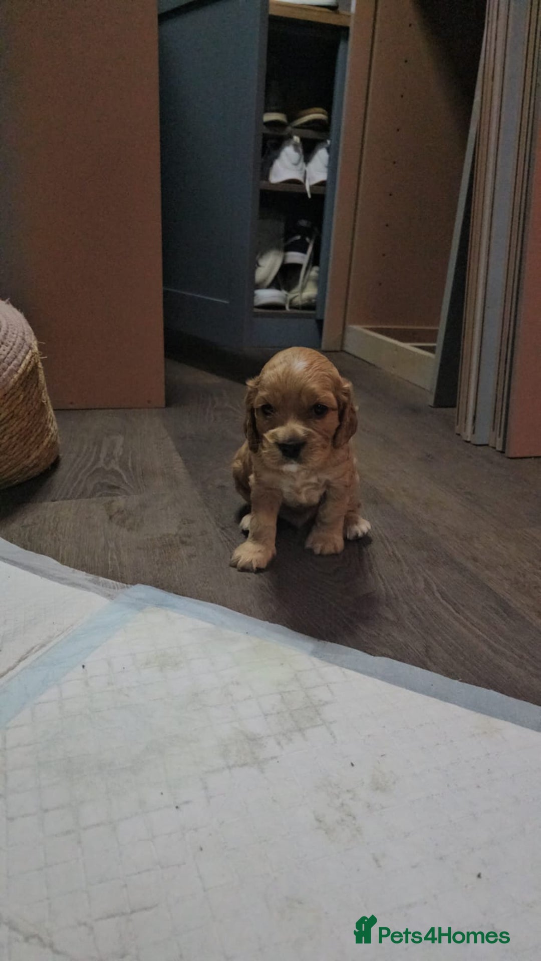 Cocker Spaniel dogs for sale: Beautiful cocker spaniel puppies - Image 18