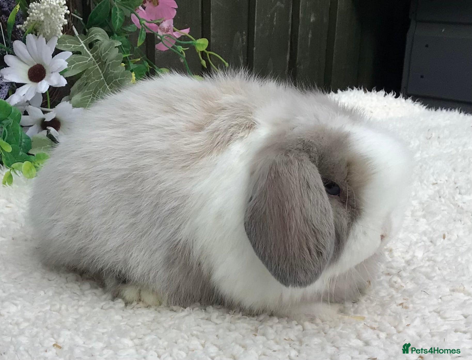 Mini Lop rabbits Mini lop buck - Advert 2