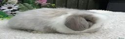 Mini Lop rabbits for sale: Mini lop buck - Advert 2