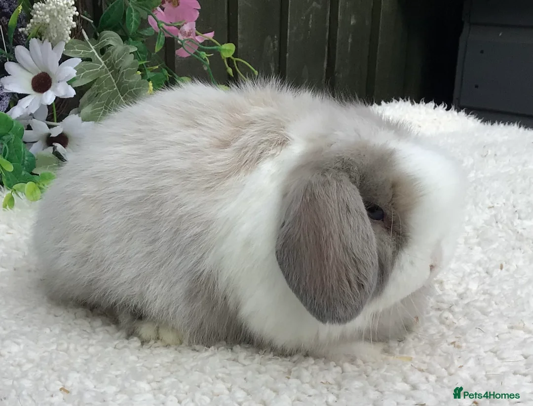 Mini Lop rabbits for sale: Mini lop buck - Advert 2