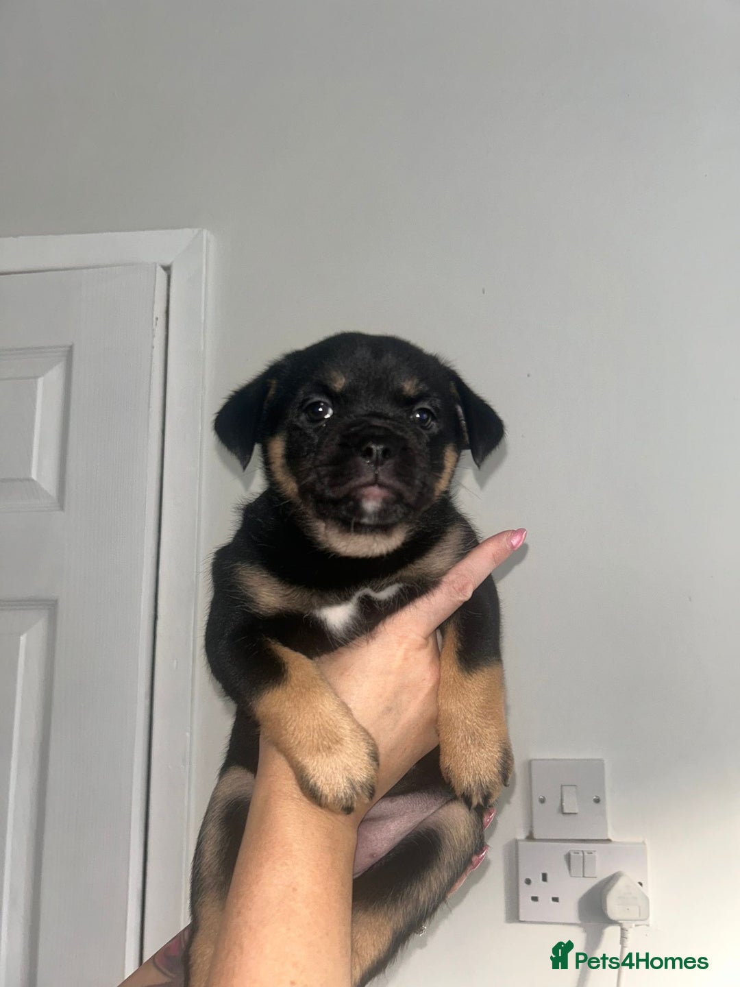 Mixed Breed dogs for sale: French pomerdogs  - Image 11