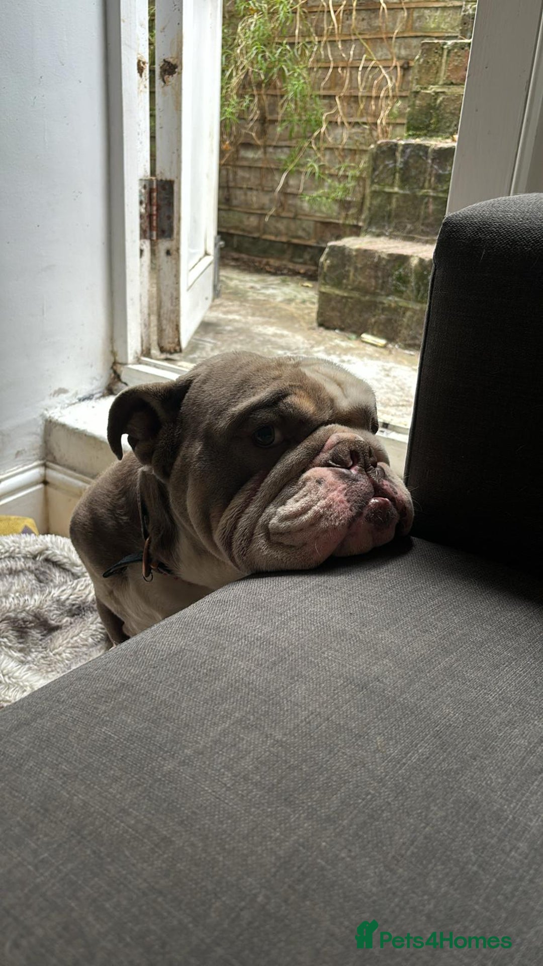 English Bulldog dogs for sale: Roofus - the most amazing boy - Image 4
