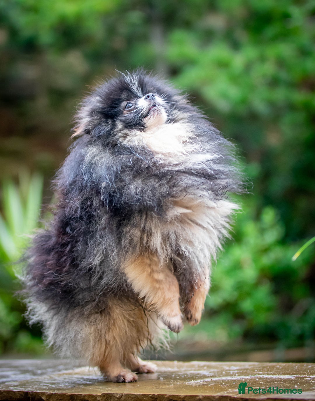 Pomeranian dogs for stud: Unique Tri colour kc Registered Pomeranian stud  in Pontefract - Advert 7