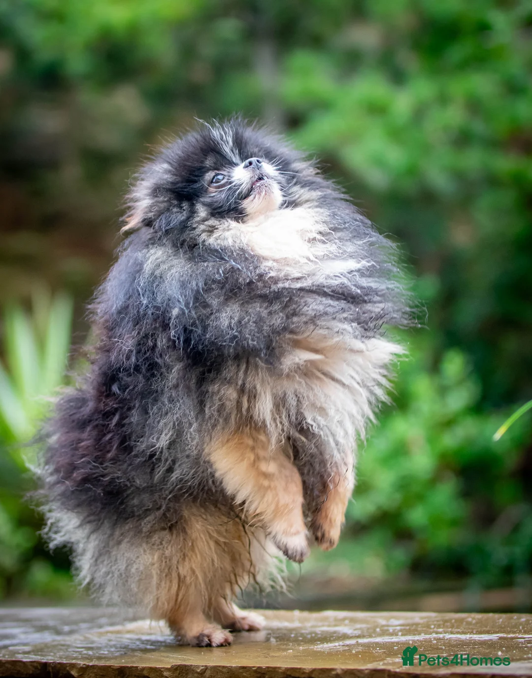 Pomeranian dogs for stud: Unique Tri colour kc Registered Pomeranian stud  in Pontefract - Advert 7